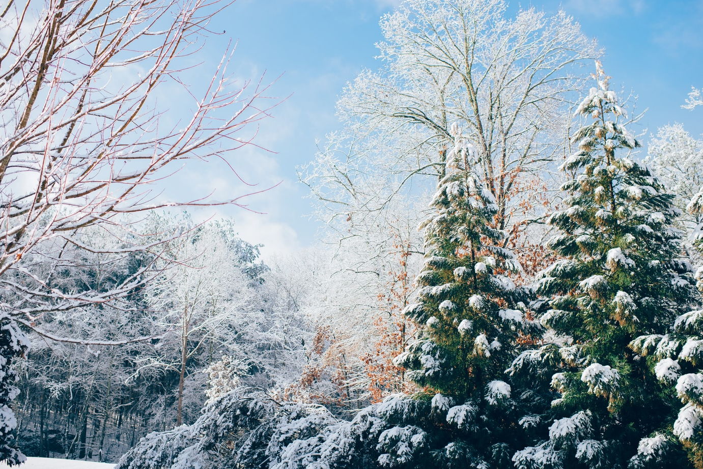 winter snow backgrounds