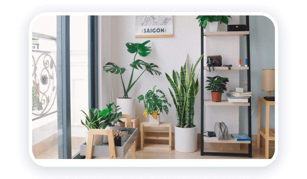 room plants trendy products 2023